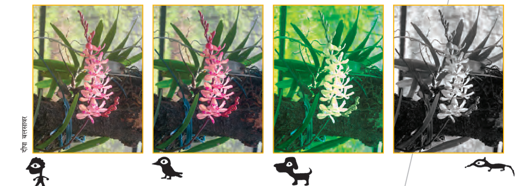 घास और फूलों की एक डाली अलग अलग रंगों में दिखाई गई है ।