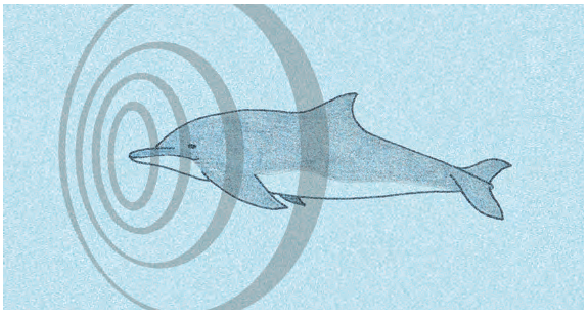 पानी में एक डॉल्फ़िन जिसके चेहरे के पास कुछ छल्ले बने  हैं। डॉल्फ़िन एक बड़ी मछली की तरह दिखती है जिसके किनारों पर दो पंख और पीछे एक त्रिकोणीय पंख होता है।