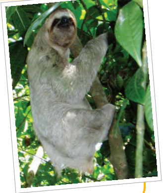 एक स्लोथ  दिखाया गया है। जिसका छोटा, सपाट सिर, बड़ी आंखें, छोटी पूंछ, लंबी टांगें, छोटे कान होते हैं और इसके शरीर पर फ़र होते  है।