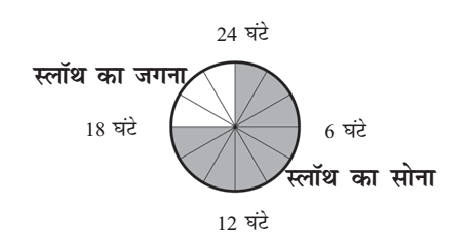 एक गोल आकार की घड़ी चौबीस भागों में विभाजित होती है और छह घंटे, बारह घंटे, अठारह घंटे और चौबीस  घंटे पर चिह्नित है। अठारह से चौबीस घंटे के बीच लिखा है, वह समय जिसमे स्लोथ  जाग रहा है। छह से बारह घंटे में लिखा है स्लोथ का सोना।