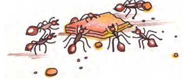 मिठाई के एक टुकड़े के पास ढेर सारी चींटियां इकट्ठी हो गईं।