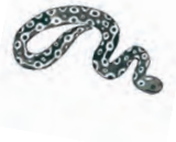 एक सांप।