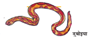 दुबोइया