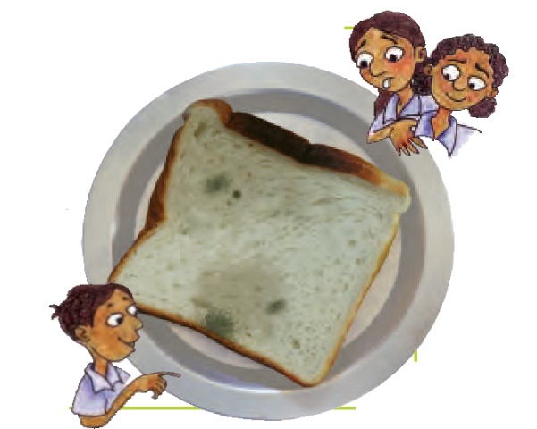 एक प्लेट में रखी ब्रेड का चौकोर टुकड़ा। ब्रेड के टुकड़े पर कुछ हरे धब्बे हैं। 