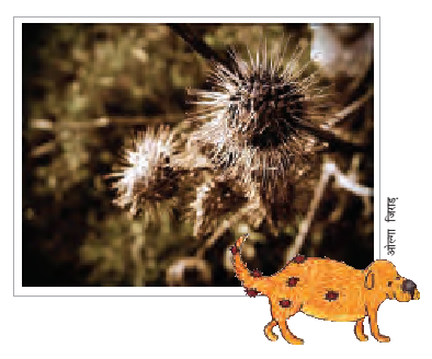 कुछ पौधों के बीज एक कुत्ते की खाल पर लग गाए हैं।