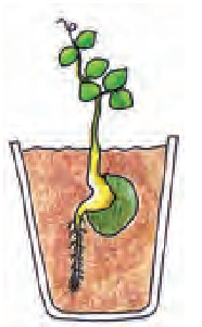 गमले में एक पौधा जिसकी जड़ें मिट्टी में खोदी हैं।