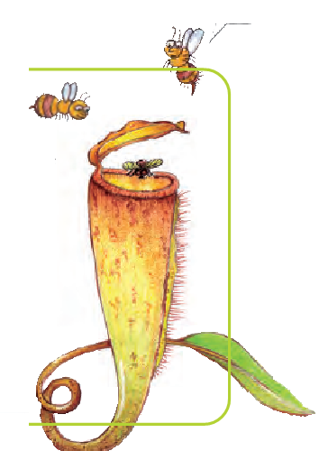 एक फूलदान के आकार का तना जिसके ऊपर ढक्कन जैसा पत्ता होता है और ऊपर की तरह ढक्कन के अंदर एक कीट फंस जाता है।