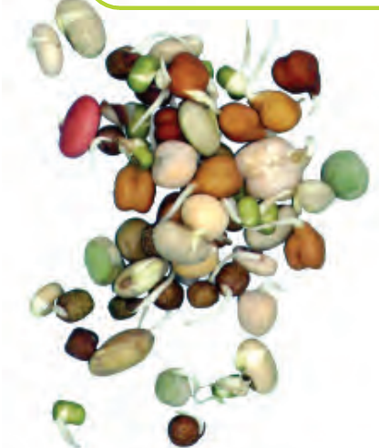 अंकुरित बीजों की एक विशाल विविधता।