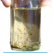 एक कांच की बोतल में पानी में छोटे कीड़े।