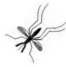 एक मच्छर