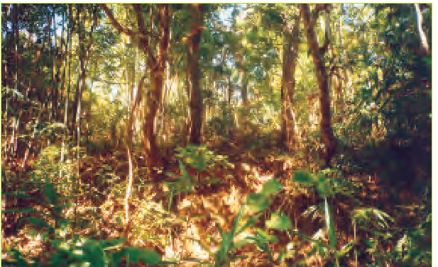 एक घना जंगल।