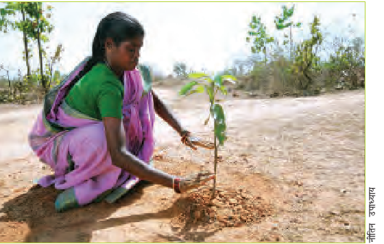 खुले क्षेत्र में पेड़ लगाती महिला।