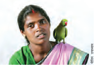 महिला के कंधे पर बैठा तोता।