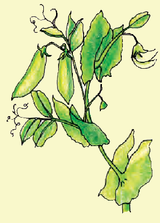 एक पौधा।