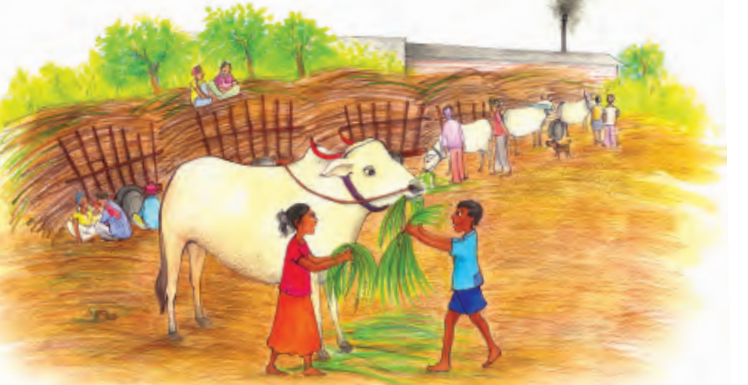 खेत में कुछ लोग गायों को चारा  खिला रहे हैं।