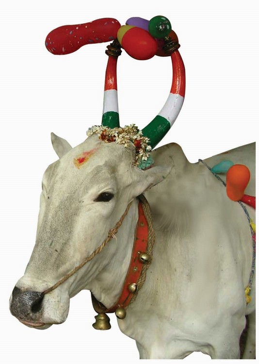 एक गाय के सिंघ पर गुब्बारे लगे हैं और गले में एक छोटी घंटी बंधी है।