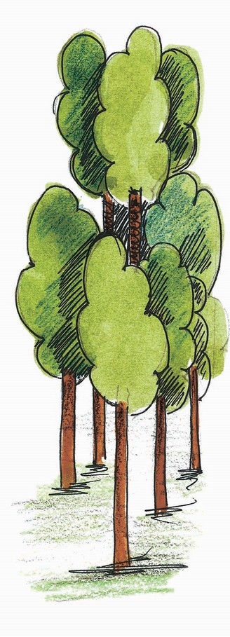 कुछ पेड़।