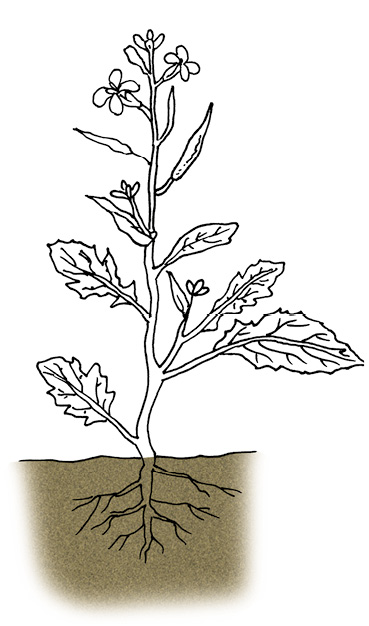 07_01_parts%20of%20plant.tif