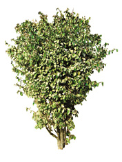 07_03_b_shrubs_fmt