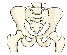 08_12_Pelvic%20bone.tif