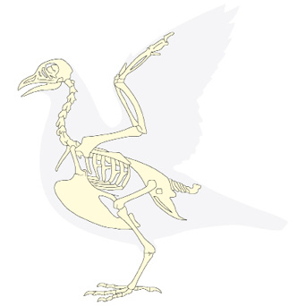 08_20_bird%20skeleton.tif