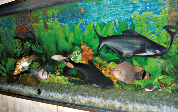 09_03_fishes.tif