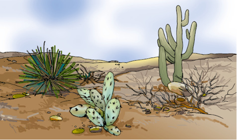09_05_plants%20in%20desert.tif