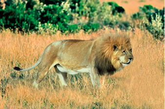 09_08_lion.tif