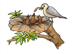 09_14_sparrow_b_fmt