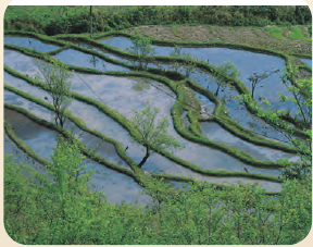 सीढ़ीदार खेती के लिए सीढ़ियों में उकेरी गई पहाड़ी पर भूमि।