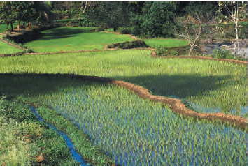 एक बड़ी हरी भूमि।