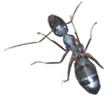 ant.tif