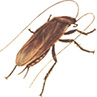 cockroach.tif