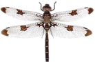 dragonfly.tif