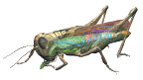 grasshopper%20copy.tif