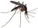 mosquito.tif