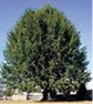 oak1.tif