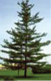 pine1.tif