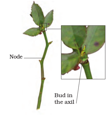 Screenshot from 2021-04-01 16-36-55