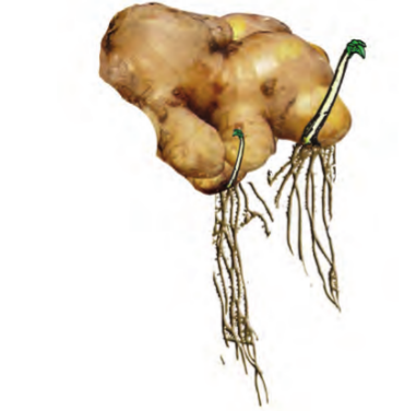 Screenshot from 2021-04-01 16-38-38