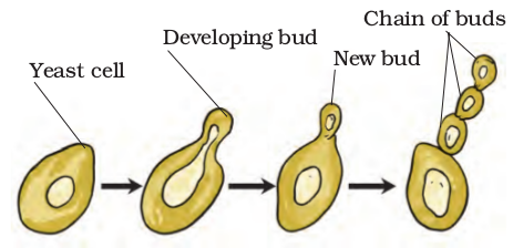 Screenshot from 2021-04-01 16-43-24