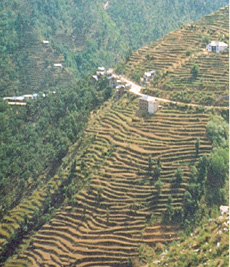 Terrace%20cultivation%208.1.tif