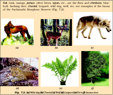 07: Conservation of Plants and Animals / Science