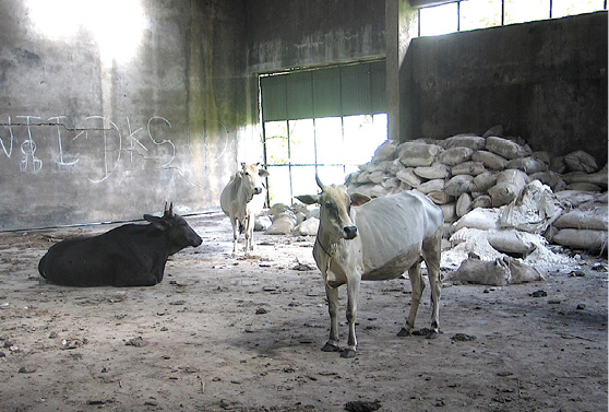 DorrCows2C_7031.jpg