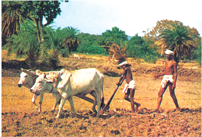 Indian%20Farm.tif