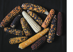 Maize_Srini.tif