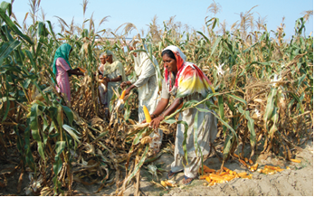Maize.tif
