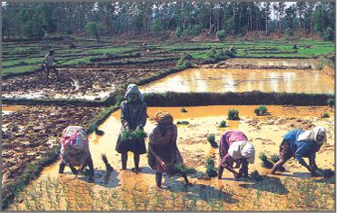 Rice%20Cultivation.tif