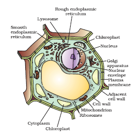 05: The Fundamental Unit of Life / Science