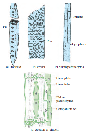 06: Tissues / Science